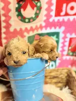 Boy Cockapoodle, a male Cockapoo for sale in Los Angeles, CA – Photo 3 of 10