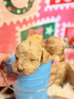 Boy Cockapoodle, a male Cockapoo for sale in Los Angeles, CA – Photo 6 of 10