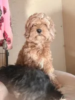 Boy Cockapoodle, a male Cockapoo for sale in Los Angeles, CA – Photo 9 of 10