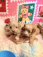 Boy Cockapoodle, a male Cockapoo for sale in Los Angeles, CA – Photo 2 of 10