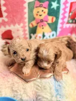 Boy Cockapoodle, a male Cockapoo for sale in Los Angeles, CA – Photo 5 of 10