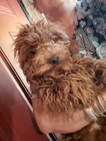 Chewy, a male Poodle - Miniature  for sale in Los Angeles, CA – Photo 4 of 6