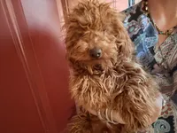 Chewy, a male Poodle - Miniature  for sale in Los Angeles, CA – Photo 6 of 6