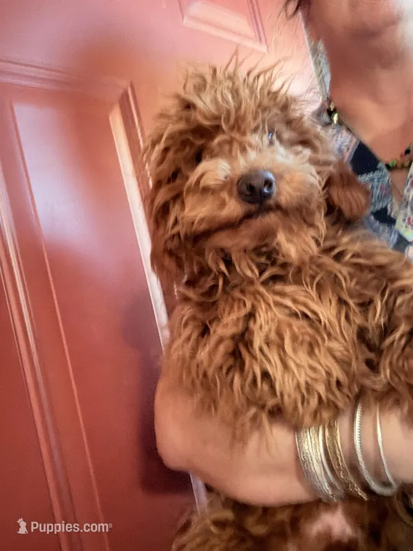 Chewy – Poodle - Miniature  puppy for sale in Los Angeles, CA