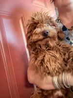 Chewy, a male Poodle - Miniature  for sale in Los Angeles, CA – Photo 1 of 6