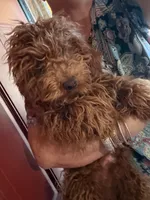 Chewy, a male Poodle - Miniature  for sale in Los Angeles, CA – Photo 2 of 6