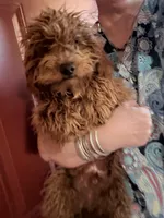 Chewy, a male Poodle - Miniature  for sale in Los Angeles, CA – Photo 3 of 6