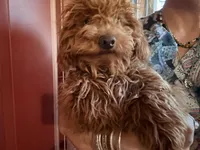 Chewy, a male Poodle - Miniature  for sale in Los Angeles, CA – Photo 5 of 6