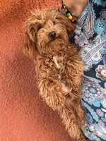 Little boy, a male Poodle - Toy  for sale in Los Angeles, CA – Photo 5 of 8
