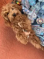 Little boy, a male Poodle - Toy  for sale in Los Angeles, CA – Photo 3 of 8