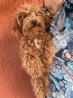 Little boy, a male Poodle - Toy  for sale in Los Angeles, CA – Photo 8 of 8