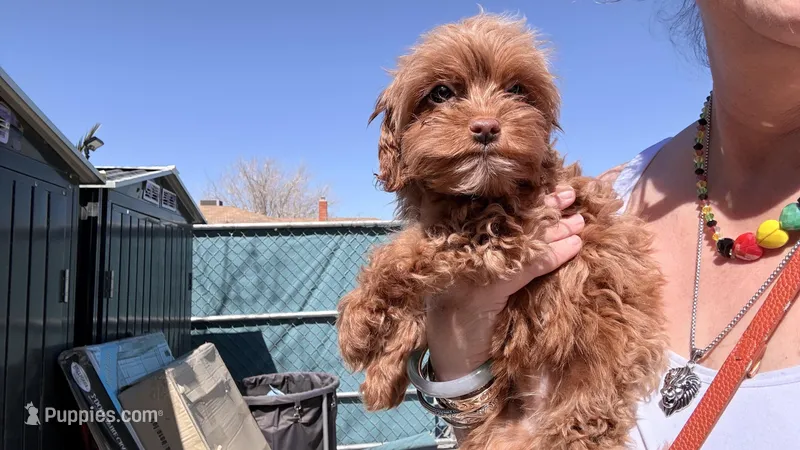 Chica – Cockapoo puppy for sale in Los Angeles, CA