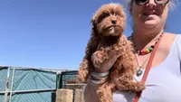 Chica, a female Cockapoo for sale in Los Angeles, CA – Photo 5 of 8