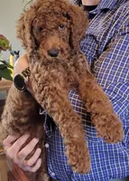 Clifford, a male Miniature Goldendoodle for sale in Los Angeles, CA – Photo 3 of 3