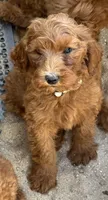 Clifford, a male Miniature Goldendoodle for sale in Los Angeles, CA – Photo 2 of 3