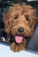 Clifford, a male Miniature Goldendoodle for sale in Los Angeles, CA – Photo 1 of 3