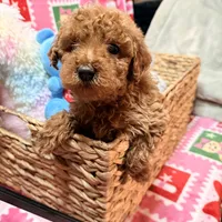 Micro Mini Goldendoodle, a male Poodle - Toy  and Miniature Goldendoodle for sale in Los Angeles, CA – Photo 1 of 10