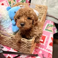 Micro Mini Goldendoodle, a male Poodle - Toy  and Miniature Goldendoodle for sale in Los Angeles, CA – Photo 7 of 10