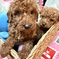 Micro Mini Goldendoodle, a male Poodle - Toy  and Miniature Goldendoodle for sale in Los Angeles, CA – Photo 8 of 10