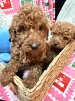 processed/610d0374-4b69-4bc2-ae62-bc594314ff88/listing/afa3f9fd-bcd0-47a0-9342-616e3811116b/a8e6090e-3d93-4a10-b7a4-6c4d51c542f2