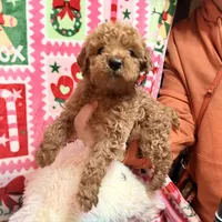 Micro Mini Goldendoodle, a male Poodle - Toy  and Miniature Goldendoodle for sale in Los Angeles, CA – Photo 2 of 10
