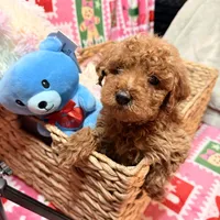 Micro Mini Goldendoodle, a male Poodle - Toy  and Miniature Goldendoodle for sale in Los Angeles, CA – Photo 4 of 10