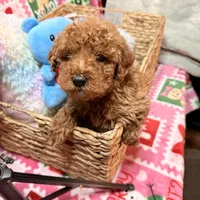Micro Mini Goldendoodle, a male Poodle - Toy  and Miniature Goldendoodle for sale in Los Angeles, CA – Photo 5 of 10