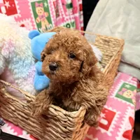 Micro Mini Goldendoodle, a male Poodle - Toy  and Miniature Goldendoodle for sale in Los Angeles, CA – Photo 3 of 10