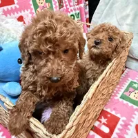 Micro Mini Goldendoodle, a male Poodle - Toy  and Miniature Goldendoodle for sale in Los Angeles, CA – Photo 6 of 10