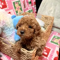Micro Mini Goldendoodle, a male Poodle - Toy  and Miniature Goldendoodle for sale in Los Angeles, CA – Photo 9 of 10