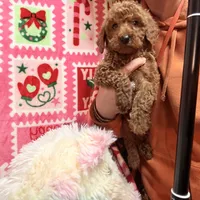 Micro Mini Goldendoodle, a male Poodle - Toy  and Miniature Goldendoodle for sale in Los Angeles, CA – Photo 10 of 10