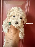 teacup girl, a female Poodle - Toy  for sale in Los Angeles, CA – Photo 1 of 6