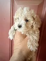 teacup girl, a female Poodle - Toy  for sale in Los Angeles, CA – Photo 4 of 6