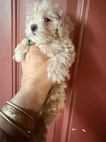teacup girl, a female Poodle - Toy  for sale in Los Angeles, CA – Photo 6 of 6