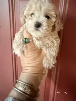teacup girl, a female Poodle - Toy  for sale in Los Angeles, CA – Photo 2 of 6