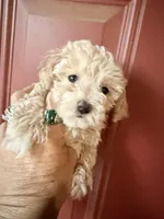 teacup girl, a female Poodle - Toy  for sale in Los Angeles, CA – Photo 5 of 6
