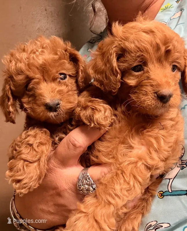 Cavapoo girl – Cavapoo puppy on hold in Los Angeles, CA