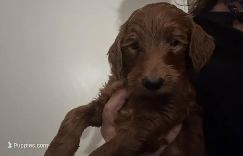 red mini girl, a female Goldendoodle for sale in Los Angeles, CA – Photo 1 of 3