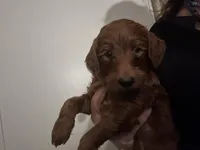 red mini girl, a female Goldendoodle for sale in Los Angeles, CA – Photo 2 of 3