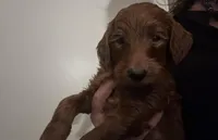 red mini girl, a female Goldendoodle for sale in Los Angeles, CA – Photo 3 of 3