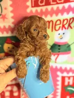 Red Maltipoo Boy, a male Maltipoo for sale in Los Angeles, CA – Photo 2 of 4