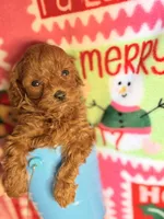 Red Maltipoo Boy, a male Maltipoo for sale in Los Angeles, CA – Photo 1 of 4