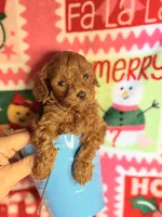 Red Maltipoo Boy, a male Maltipoo for sale in Los Angeles, CA – Photo 4 of 4