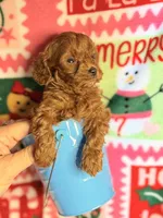 Red Maltipoo Boy, a male Maltipoo for sale in Los Angeles, CA – Photo 3 of 4