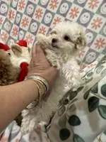 Teacup Maltipoo, a male Maltipoo for sale in Los Angeles, CA – Photo 10 of 10