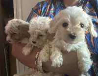 Teacup Maltipoo, a male Maltipoo for sale in Los Angeles, CA – Photo 5 of 10