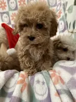 Teacup Maltipoo, a male Maltipoo for sale in Los Angeles, CA – Photo 8 of 10
