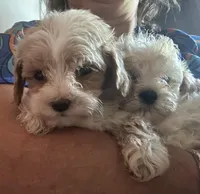 Teacup Maltipoo, a male Maltipoo for sale in Los Angeles, CA – Photo 6 of 10