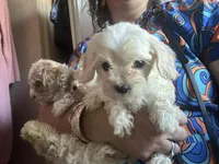 Teacup Maltipoo, a male Maltipoo for sale in Los Angeles, CA – Photo 3 of 10