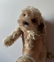 Teacup Maltipoo, a male Maltipoo for sale in Los Angeles, CA – Photo 2 of 10